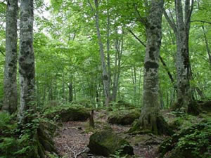 �y�G�[�XJTB�E�������s�z�H�c�c�A�[�E�H�c�̗��فE�z�e���\��@